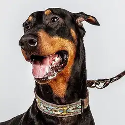 dogface千姿百态的宠物狗照片美国barbaraobrien动物摄影师作品
