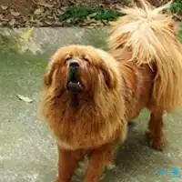 棕色藏獒头像图片
