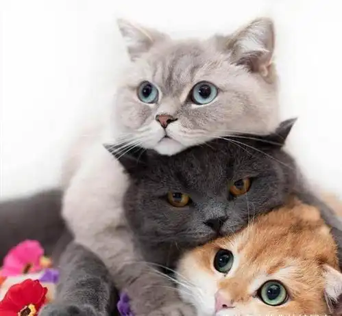 新手准备养猫咪的进来看一下,个人的养猫小经验,干货呦
