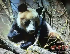 佛坪又现棕色大熊猫或为在秦岭发现的第9只
