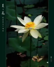情人节到了,佛告诉你情人是什么

