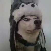 哈士奇水墨画头像微信头像图片大全
