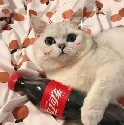 猫粮口味种类多应该怎么选
