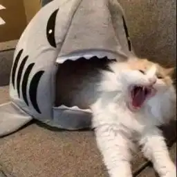 打倒狗情侣
