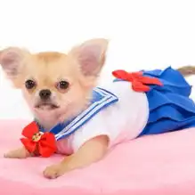 汪星人化身美少女日本diy达人为小狗制水手服
