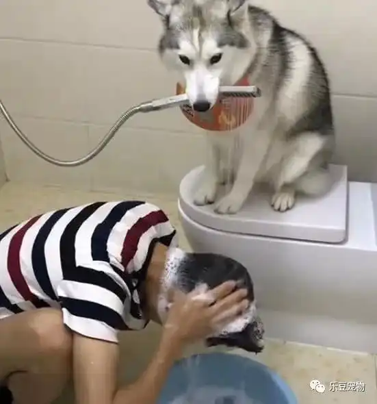 这只二哈算不算全网最没地位的狗子
