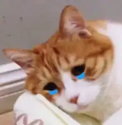 猪年限定皮肤即将上线,全新情人节皮肤居然是一对女英雄
