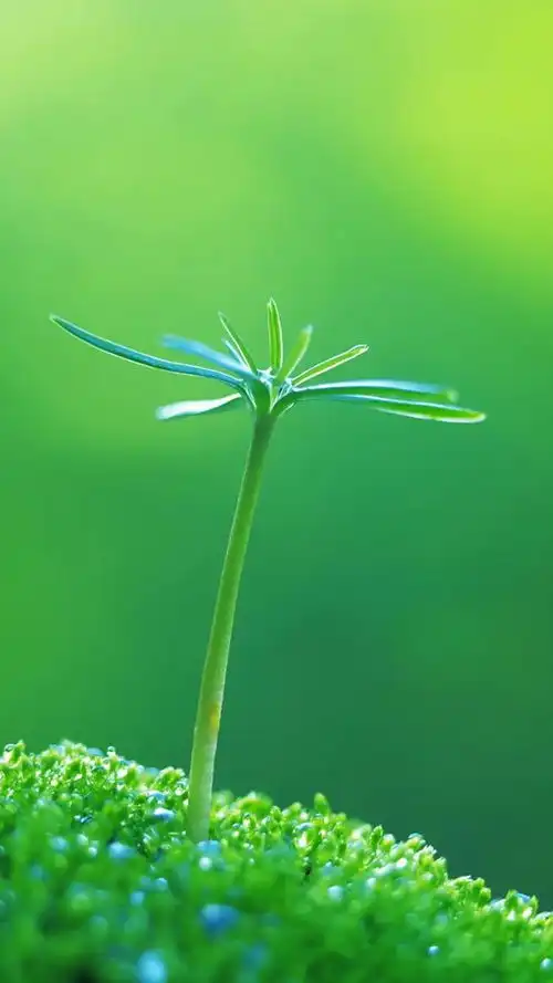 一组绿色高清护眼手机壁纸
