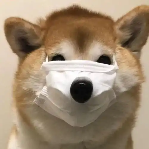 狗狗头像今天也是想拥有狗狗的一天
