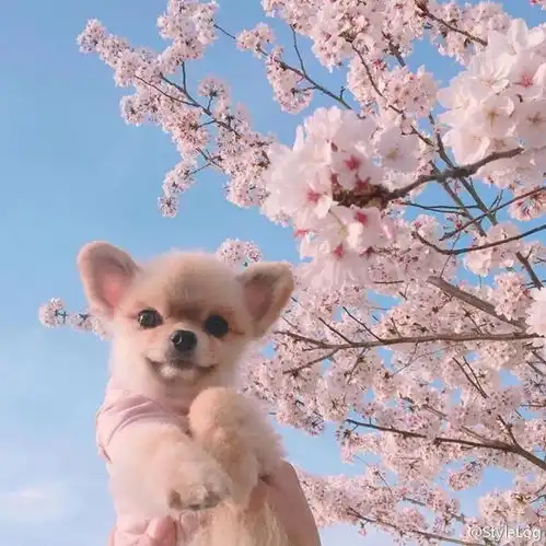 头像超萌的狗狗和猫咪头像
