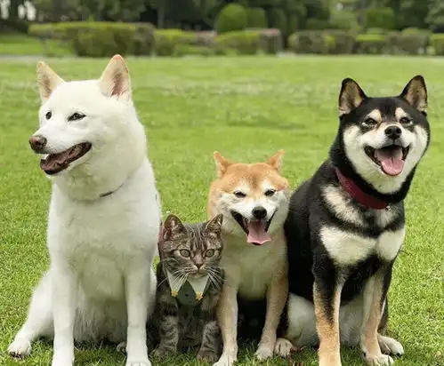 日本一猫咪认为自己是条狗,从小有柴犬三姐弟陪伴,干啥都在一起
