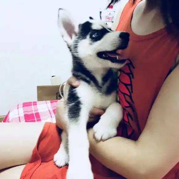 女孩对二哈爱不释手,二哈美女,你抱着我是怕我拆家吗
