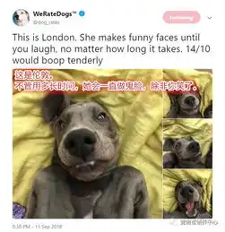 狗狗成了搞笑艺人,天天就想逗主人乐
