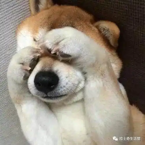 这样的柴犬怎能不心动
