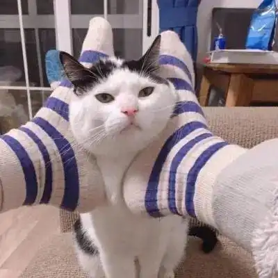 18张猫咪搞笑图片,看了让人想养猫
