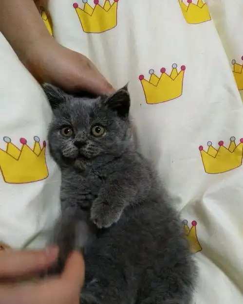 领养无门的情况下,女孩买了一只折耳蓝猫,没过多久噩梦就开始了
