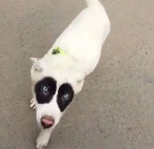 你一位只有大熊猫才熬夜这只狗才是资深熬夜党,不服不行
