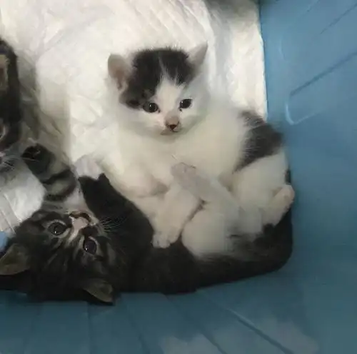 谎精情侣恶意遗弃奶猫,辱骂拉黑救助人,猫咪下落...
