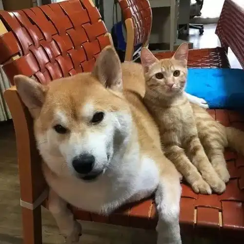 日本一柴犬以为自己是猫,每天和只橘猫混一起后,画风变成了这样
