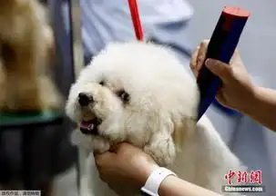 民调美国养狗主人找情侣大半要看爱犬乐不乐意
