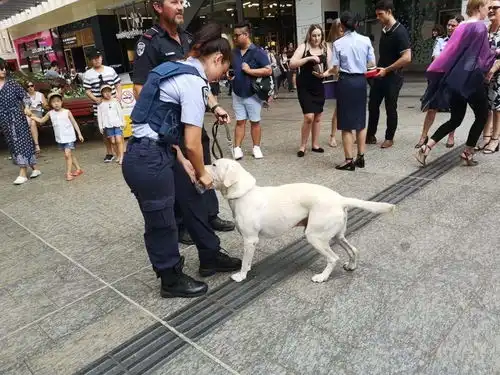 牵狗上街,让狗吻你布里斯班的情人节,是在暗示什么吗
