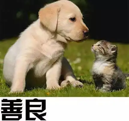 奚梦瑶生而为人,请务必善良
