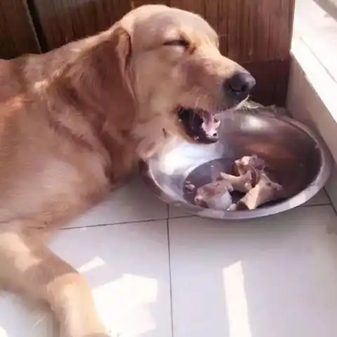 主人给狗狗发肉骨头,贪心二哈去抢金毛的骨头,结果自己的反被偷
