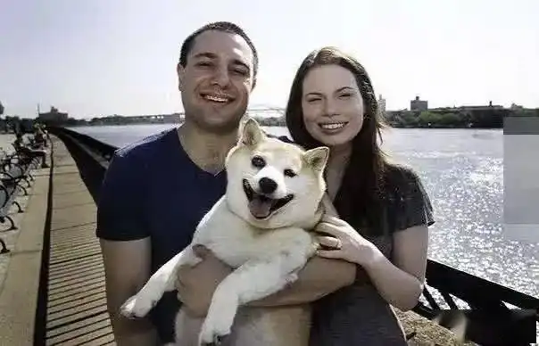 最爱笑的柴犬,笑容背后却是满满的心酸
