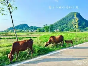 选行之旅左手麦田后手花海
