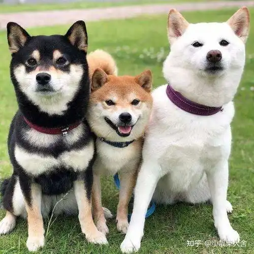 柴犬公母区别,养公的好还是母的好公柴犬贵还是母柴犬贵
