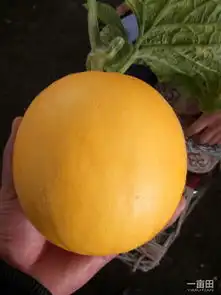 瑞红甜瓜图片
