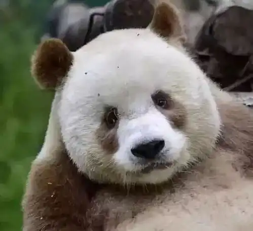 萌萌哒七仔全球唯一圈养棕色大熊猫被终身认养啦

