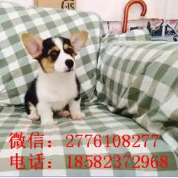 潼南哪里能买到纯种通脖通缝柯基宝宝带证书柯基

