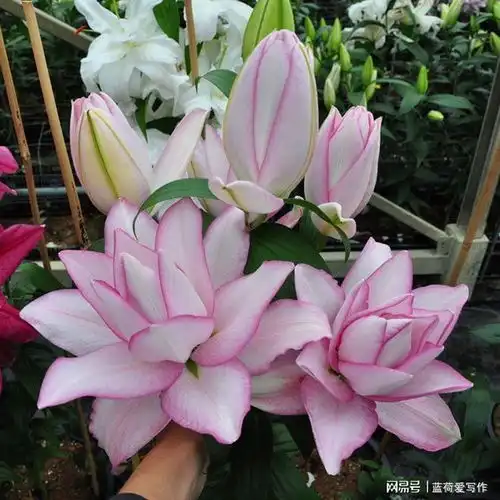 林更新风波后低调应对,化身文旅宣传员受关注
