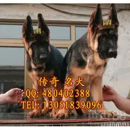 德国牧羊幼犬不纯种可全额退款