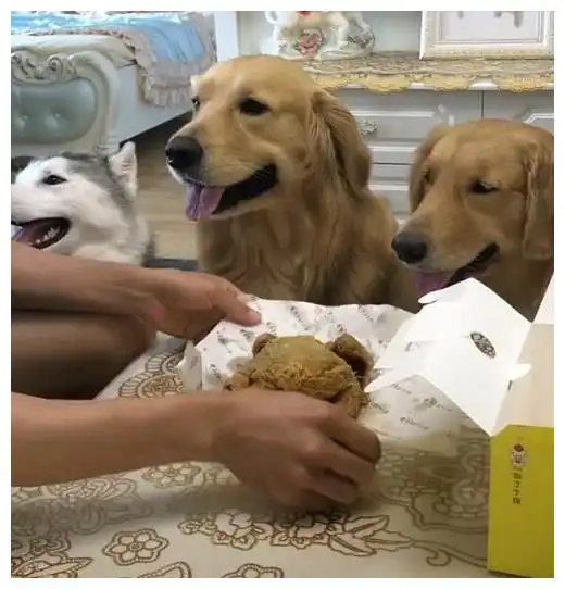 让狗狗们守着烤鸡,本以为二哈最经不住诱惑,下一秒金毛表情亮了
