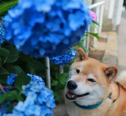 汪星人中可能威胁到哈士奇王者地位的宠物狗狗柴犬图集
