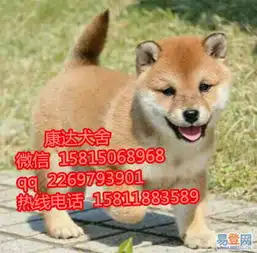 广州哪里有卖柴犬一般好不好养广州纯种柴犬价格的图片