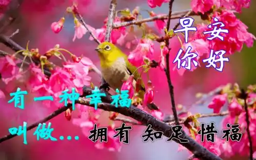 立冬早安问候图片鲜花带字深秋阳光暖心的早安祝福语大全

