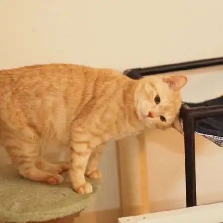 养橘猫的好处在哪里让铲屎官努力赚钱的同时还能享受生活
