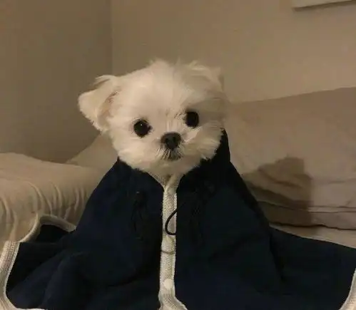 超可爱的马尔济斯犬,一张比一张还可爱

