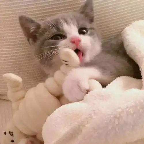 新手初次养猫怎么把猫咪养好
