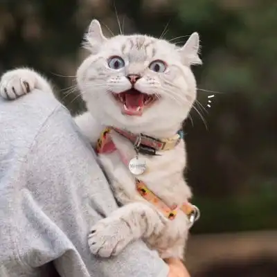 猫咪情头,动物也是有灵性有爱的
