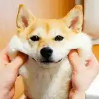 铲屎官狂捏柴犬的脸,看到被狗狗捏以后的脸,大家都不厚道的笑了
