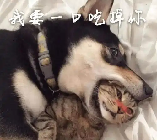 带哈士奇出海,二哈以为海豹是鱼跳下海抓它,海豹居然被狗欺负
