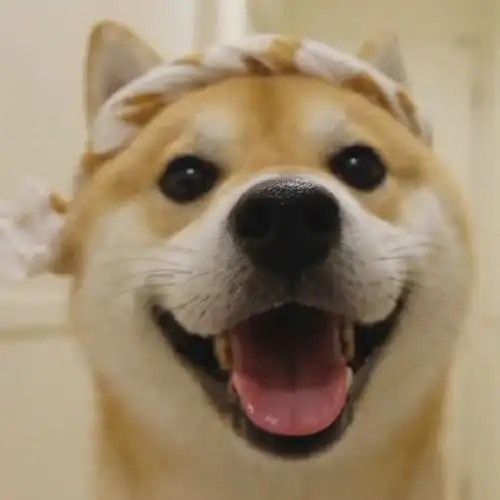 帅气柴犬头像
