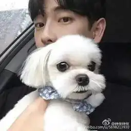 情侣头像穿着深颜色衣服抱着小狗狗
