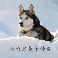 哈士奇犯二搞笑头像大全微信头像图片大全

