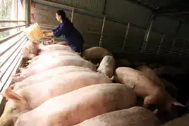 高清大图寒窗十余载毕业去养猪
