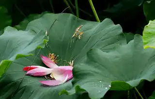 荷花夏日里永恒的主题之无可奈何
